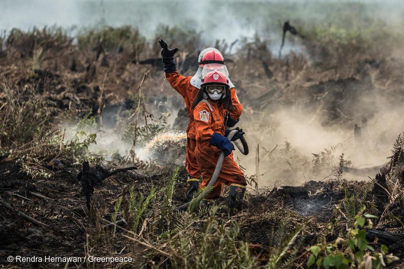 Greenpeace Forest Fire Prevention (FFP) team extinguish fire at a peatland area in Punggur Kecil village, Sungai Kakap sub-district, Kubu Raya district, Pontianak, West Kalimantan. The FFP team is deployed in the area to do fire suppression and investigation for fire that is happened in peatland area.