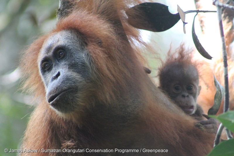 A handout photo from Sumatran Orangutan Conservation Programme (SOCP) shows a female and her baby of new species Orangutan from Tapanuli (pongo tapanuliensis) in Tapanuli, North Sumatra. Researchers have announced the discovery of a new species of orangutan in the north of Sumatra Island. The Tapanuli orangutan (Pongo tapanuliensis) is the first new addition in almost a century to the small club of great apes, joining its fellow Sumatran and Borneo orangutans.