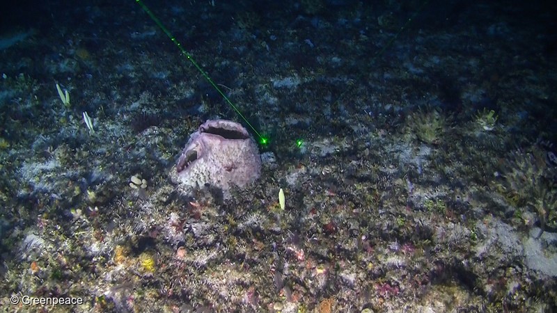 First images taken from the submarine of the Amazon Reef. This Friday, January 27th, a submarine was launched from the Esperanza ship with the scientist from the Federal University of Paraíba Ronaldo Francini Filho and the director of the Greenpeace Oceans Campaign, John Hocevar. Ronaldo took part of the group of scientists who discovered the coral reef at the mouth of the Amazon River. The launch of the submarine involved a large part of the ship's crew.Esperanza, one of the three Greenpeace vessels, is in the region of the Amazon river mouth, Amapá State, for the campaign “Defend the Amazon Reef”.IMAGE EMBARGOED BY GREENPEACE BRAZIL UNTIL FEBRUARY 28th, 2017, 12:00 PM CET. TERMS OF DELIVERY: NO RESALE, NO ARCHIVE, FOR EDITORIAL USE ONLY, NOT FOR MARKETING OR ADVERTISING CAMPAIGNS. CREDIT LINE COMPULSORY: ©GREENPEACE.Primeiras imagens captadas do submarino dos Corais da Amazônia. Nesta sexta-feira, 27 de janeiro, o submarino foi lançado do navio Esperanza com o cientista da Universidade Federal da Paraíba Ronaldo Francini Filho e o diretor da Campanha de Oceanos do Greenpeace EUA, John Hocevar. Ronaldo faz parte do grupo de cientistas que descobriu o recife de corais na foz do rio Amazonas. O lançamento do submarino envolveu grande parte da tripulação do navio.Esperanza, um dos três navios do Greenpeace, está na região da foz do rio Amazonas, no Amapá, para a campanha “Defenda os Corais da Amazônia. O objetivo é observar debaixo d’água, pela primeira vez, os recifes de corais.IMAGEM EMBARGADA PELO GREENPEACE BRASIL ATÉ 28 DE FEVEREIRO DE 2017, 9h HORÁRIO DE BRASÍLIA. TERMOS E CONDIÇÕES: SEM REVENDA, SEM ARQUIVAMENTO, PARA USO EDITORIAL APENAS. NÃO DEVE SER USADO PARA MARKETING OU CAMPANHAS PUBLICITÁRIAS. CRÉDITO OBRIGATÓRIO: ©GREENPEACE.