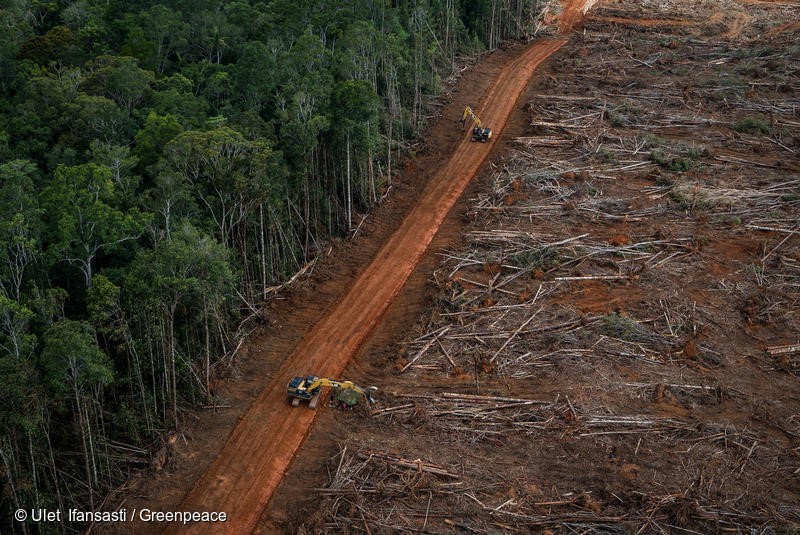 Documentation of landcover, forest clearance and plantation development in PT Megakarya Jaya Raya (PT MJR) oil palm concession, part of the Hayel Saeed Anam group which has a number of palm oil related interests including Pacific Inter-Link which controls HSA's palm oil refining and trading interests.