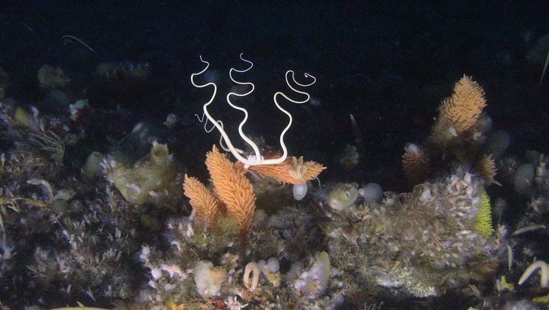 Snake Star on sea floor, Hope Bay, Trinity Peninsula, Antarctica.