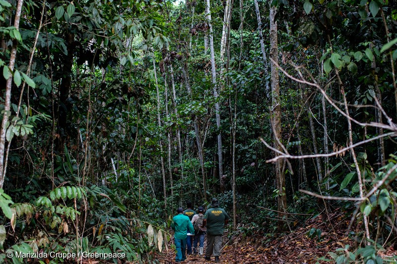 ENGLISH BELOWEm outubro de 2017, o Greenpeace acompanhou equipes do Instituto Brasileiro do Meio Ambiente e dos Recursos Naturais Renováveis (IBAMA) em uma série de vistorias a Planos de Manejo Florestal Sustentáveis (PMFS), no oeste do Pará. O foco da operação era identificar fraudes nos inventários florestais, como a indicação de arvores inexistentes ou superestimação do volume de madeira. Foram encontradas inconformidades em todos os planos visitados. A verificação de campo corrobora com o relatório “Árvores Imaginárias, Destruição” que expõe a fragilidade do sistema de licenciamento de PMFS do Brasil, que permite que madeira ilegal seja vendia no mercado nacional e internacional. Nesta foto, vistoria nos PMFS AUTEF 35/2016, Rurópolis, Pará, Brasil. Foto Marizilda Cruppe.In October 2017, Greenpeace accompanied teams from the Brazilian Institute for the Environment and Renewable Natural Resources (IBAMA) in a series of inspections of Sustainable Forest Management Plans (PMFS) in western Pará. The focus of the operation was to identify fraud in forest inventories, such as the indication of nonexistent trees or overestimation of the volume of wood. Nonconformities were found in all plans visited. The field verification corroborates with the report "Imaginary Trees, Destruction" which exposes the fragility of Brazil's PMFS licensing system, which allows illegal timber to be sold in the national and international markets. In this photo, inspection in the PMFS AUTEF 35/2016, Rurópolis, Pará, Brazil. Photo Marizilda Cruppe.