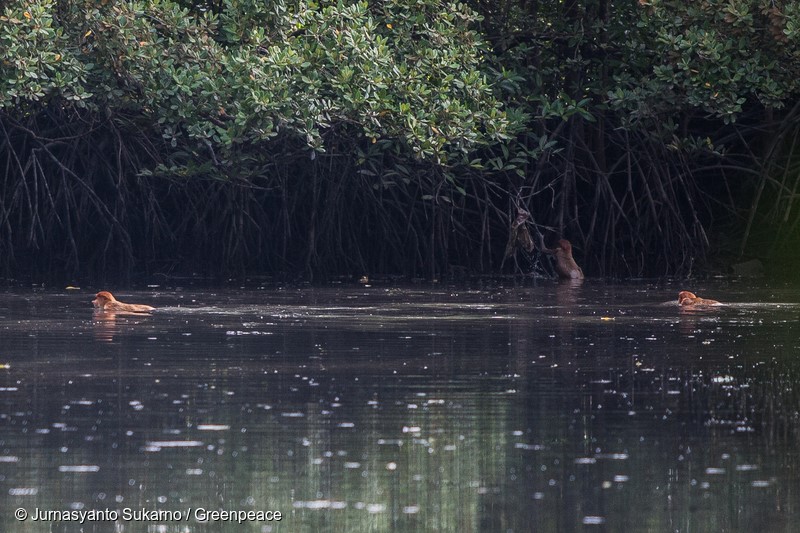 Proboscis monkey swim on the contaminated at Mangrove forest that is contaminated by oil in Kariangau village, Balikpapan Bay, East Kalimantan. An oil spill off Balikpapan bay in Borneo island that led to five deaths and the declaration of a state of emergency was caused by a burst of undersea pipe belongs to Indonesia's state oil company Pertamina