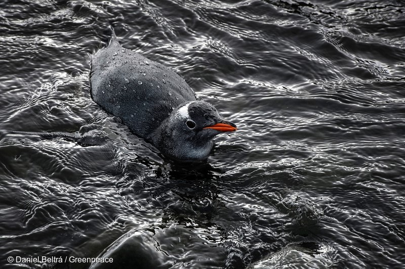 February 28th, 2018. Antarctic Peninsula, Greenpeace expedition to promote the formation of an Antarctic protected area with the MY Arctic Sunrise.Landing in Hannah Point. Gentoo and Chinstrap Penguin colonies and also some Elephant Seals.Photo by Daniel Beltrá for Greenpeace