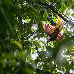 Bird of Paradise in West Papua. © Jurnasyanto Sukarno / Greenpeace