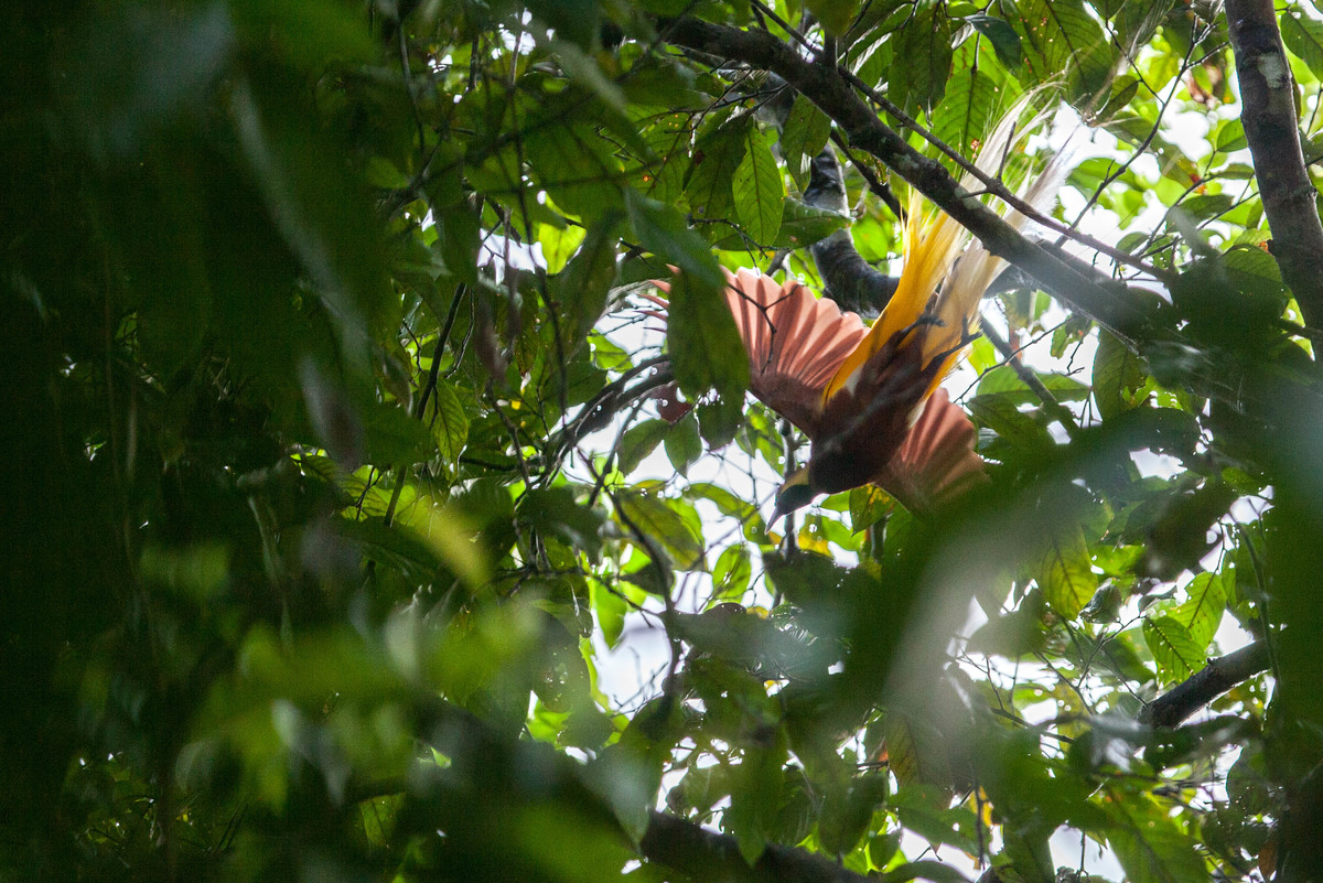 Bird of Paradise in West Papua. © Jurnasyanto Sukarno / Greenpeace