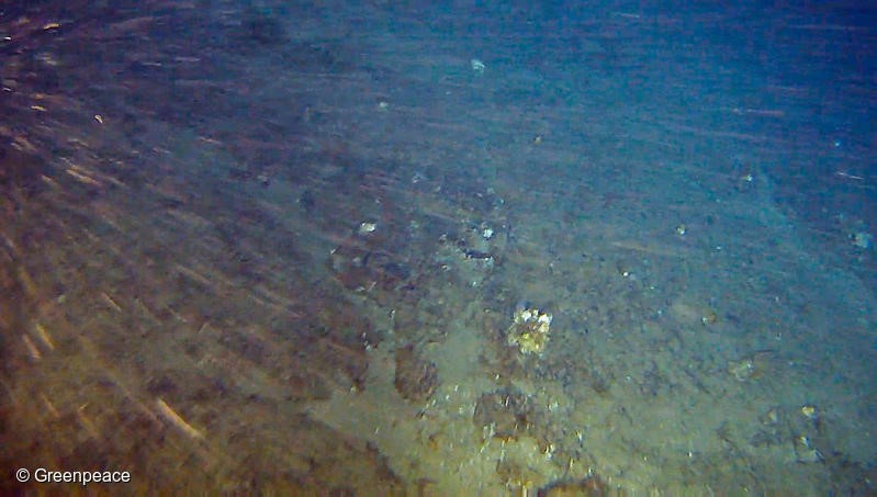 ENGLISH BELOWBanco de rodolitos coberto por algumas esponjas-do-mar na região dos Corais da Amazônia, a 180 metros de profundidade e 120 km da costa brasileira. A formação está dentro da bloco onde a empresa Total quer buscar petróleo e foi descoberta durante a expedição do Greenpeace na região. O navio Esperanza está no Brasil para uma expedição científica sobre os Corais da Amazônia. Pesquisadores e o time do Greenpeace buscam mais informações sobre esse bioma, que é único no mundo. Empresas internacionais têm planos de explorar petróleo na região próxima aos Corais em breve. Especialistas, no entanto, alertam que um vazamento ali ameaçaria de forma irreversível o bem-estar do ecossistema marinho e das pessoas que habitam a costa. Foto Greenpeace.Rhodolith field covered by some sponges in the Amazon Reef region, 180 meters deep and 120km off the northern coast of Brazil. The formation is where French company Total intends to drill for oil and was found during a Greenpeace expedition in Brazil. The ship Esperanza is back to Brazil for a scientific expedition about the Amazon Reef. Researchers and the Greenpeace team seek for more information about the biome that is unique in the world. International oil companies want to drill for oil within a few kilometers of the Amazon Reef soon. However, experts warn that an oil spill in the area would irreversibly threaten the well being of the ecosystem and people living in the coast. Photo Greenpeace.