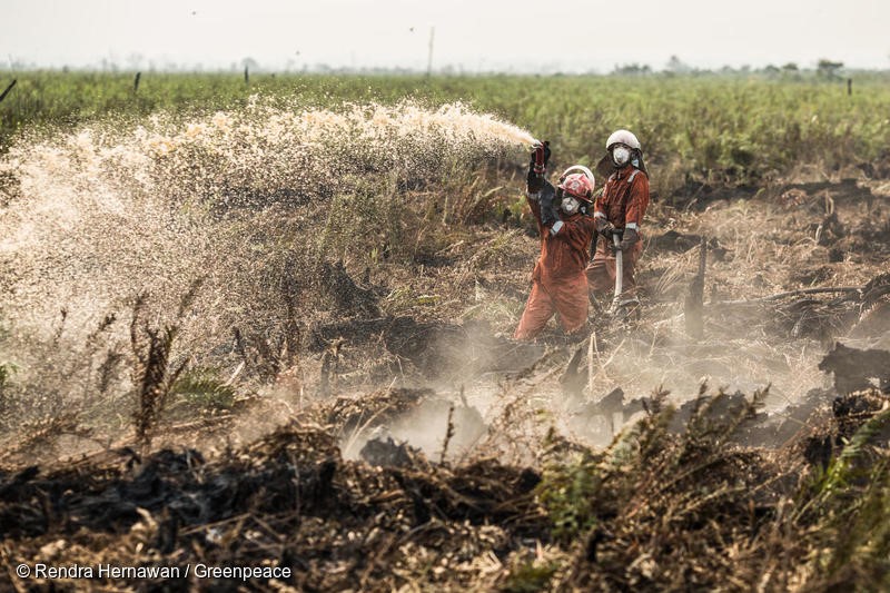 Greenpeace Forest Fire Prevention (FFP) team extinguish fire at a peatland area in Punggur Kecil village, Sungai Kakap sub-district, Kubu Raya district, Pontianak, West Kalimantan. The FFP team is deployed in the area to do fire suppression and investigation for fire that is happened in peatland area.