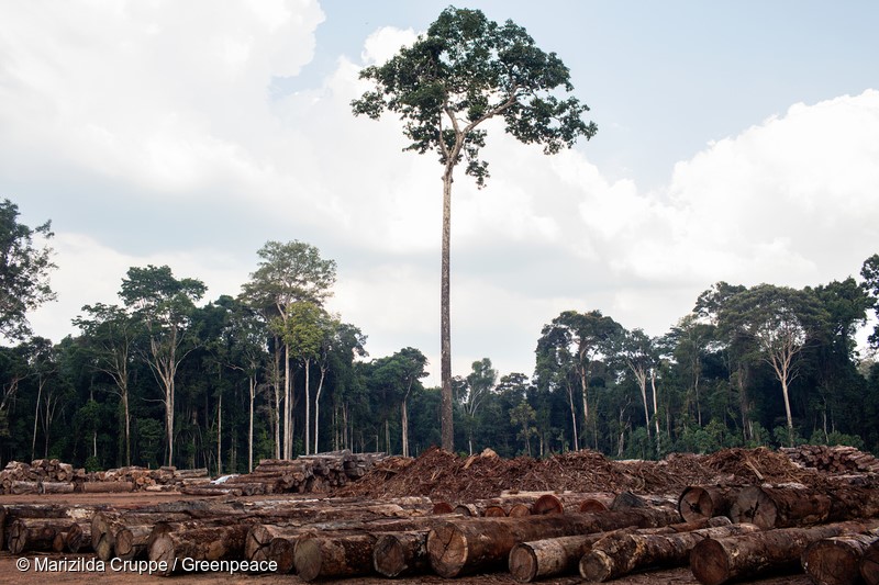 Toras de madeira provenientes de plano de manejo florestal no pátio de uma unidade de conservação. Observação: só foi concedida autorização para fotografar neste local desde que o mesmo não fosse identificado. Foto Marizilda Cruppe. Timber from a forest management plan in the courtyard of a conservation unit. Note: Authorization to photograph in this place was granted only if the place was not identified. Photo Marizilda Cruppe.