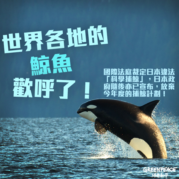 好消息！國際法庭裁定日本違法「科學捕鯨」