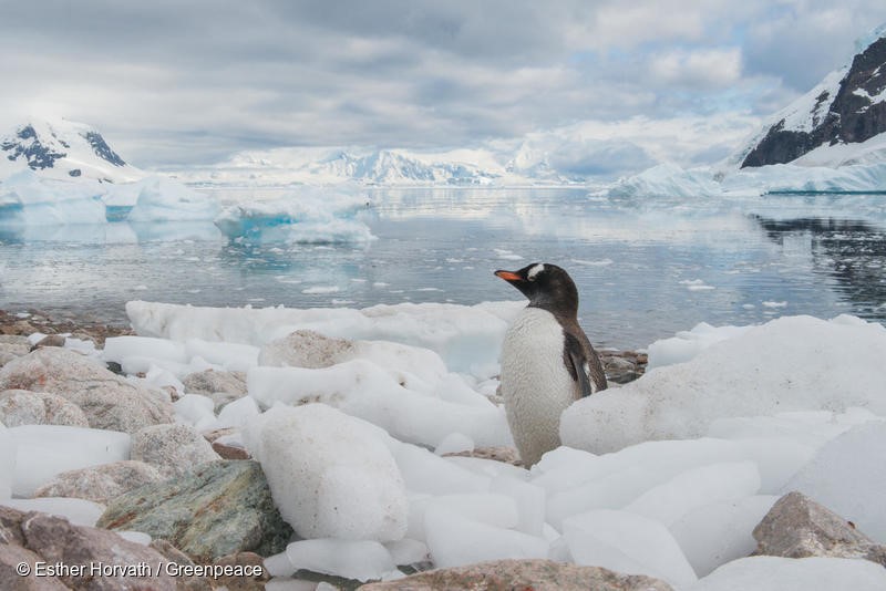 Gentoo penguin in Neko Harbour, The Antarctic. February 16, 2018, The Antarctic, Esther Horvath