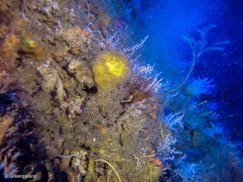 Amazon Reef in French Guiana watersPictures made by Greenpeace ship Esperanza in French Guiana waters in May 2018.Reef structures were found at 95 to 120 metres deep, less than 150 kilometres from Cayenne.Scientists on board with Greenpeace found reef structures in two areas studied and were able to take pictures of a few corals and fish species. The team of scientists involved in the research are confident to say that these reef structures are part of the Amazon Reef. Photo Greenpeace 