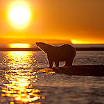 Stranded Polar Bears in Alaska. © Rose  Sjölander / 70°
