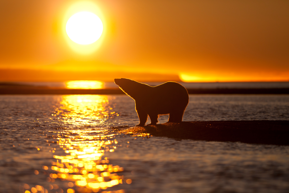 Stranded Polar Bears in Alaska. © Rose  Sjölander / 70°