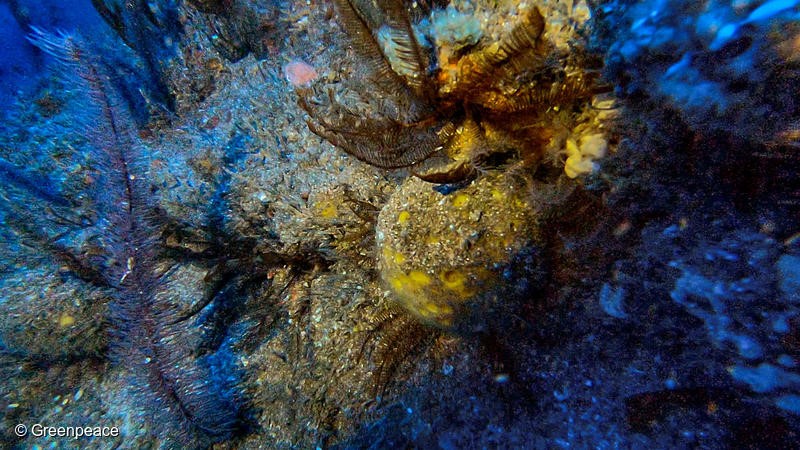 Amazon Reef in French Guiana watersPictures made by Greenpeace ship Esperanza in French Guiana waters in May 2018.Reef structures were found at 95 to 120 metres deep, less than 150 kilometres from Cayenne.Scientists on board with Greenpeace found reef structures in two areas studied and were able to take pictures of a few corals and fish species. The team of scientists involved in the research are confident to say that these reef structures are part of the Amazon Reef. Photo Greenpeace 