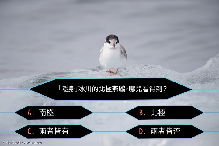 Juvenile Arctic tern on the ice, Svalbard