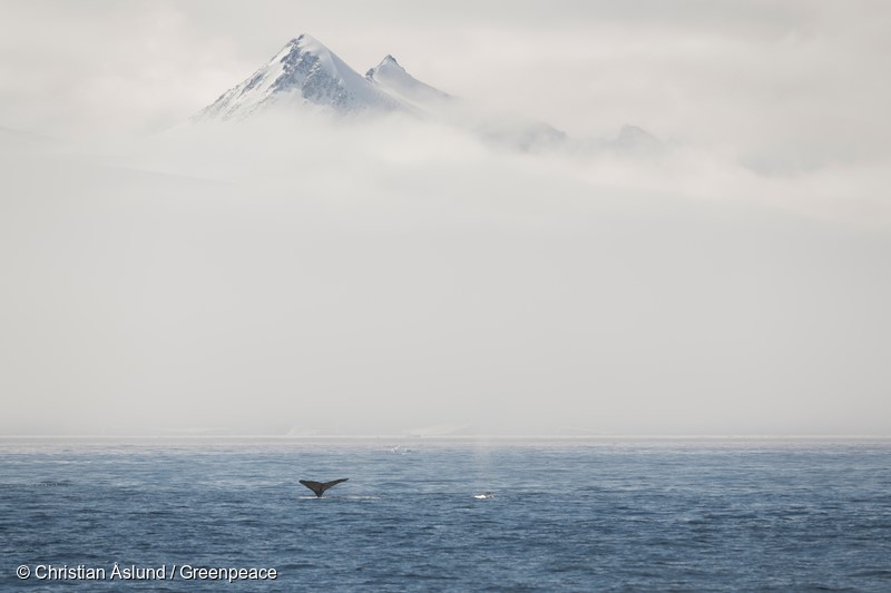 Adélie penguins on an ice floe and Humpback whale breaching the surfacee in Hope Bay, Antarctica. Greenpeace is about to conduct submarine-based scientific research to strengthen the proposal to create the largest protected area on the planet, an Antarctic Ocean Sanctuary.