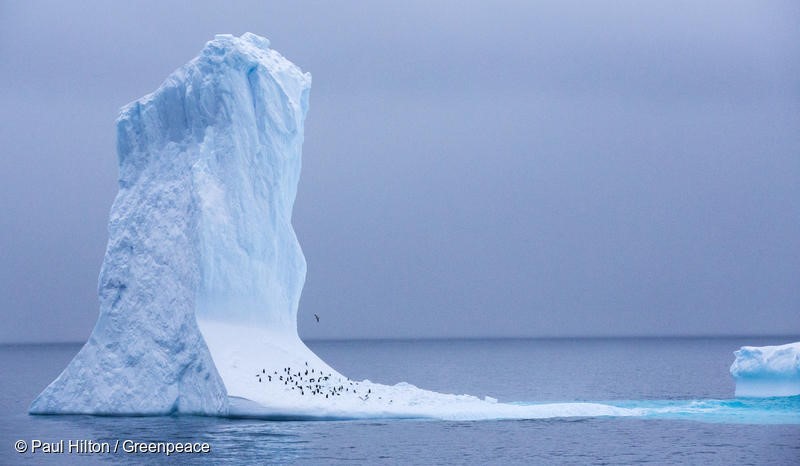 Pengiuns take shelter on an Iceberg, close to Trinity Island, 15th March 2018. Greenpeace is documenting the Antarctic’s unique wildlife, to strengthen the proposal to create the largest protected area on the planet, an Antarctic Ocean Sanctuary. Photo: Paul Hilton /Greenpeace 