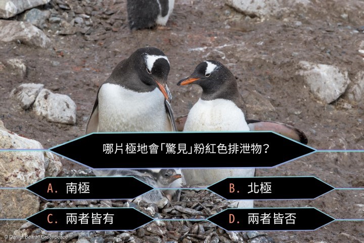 Gentoo penguins with their chicks at Neko Harbour in Andvord Bay (home of a Gentoo penguin colony), Antarctic Peninsula. Greenpeace is conducting scientific research and documenting the Antarctic’s unique wildlife, to strengthen the proposal to create the largest protected area on the planet, an Antarctic Ocean Sanctuary.