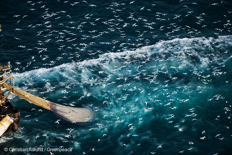 Sea birds following German flagged trawler Maartje Theadora, controlled by the Dutch company PFA (Pelagic Freezer Association) fishing for Herring in the English Channel around November and December every year during the Autumn Spawning. Greenpeace is documenting the discard of bycatch in the English Channel claiming many of these monster boats are highgrading their catch, discarding parts of it to increase its market value. Official reports of former fishing activities reveal how one vessel in one single trip dumped up to 600 tonnes of fish, the equivalent to 2 million meals.