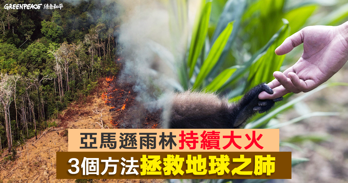 守護亞馬遜森林 你我須做的3件事情 Greenpeace 綠色和平 香港