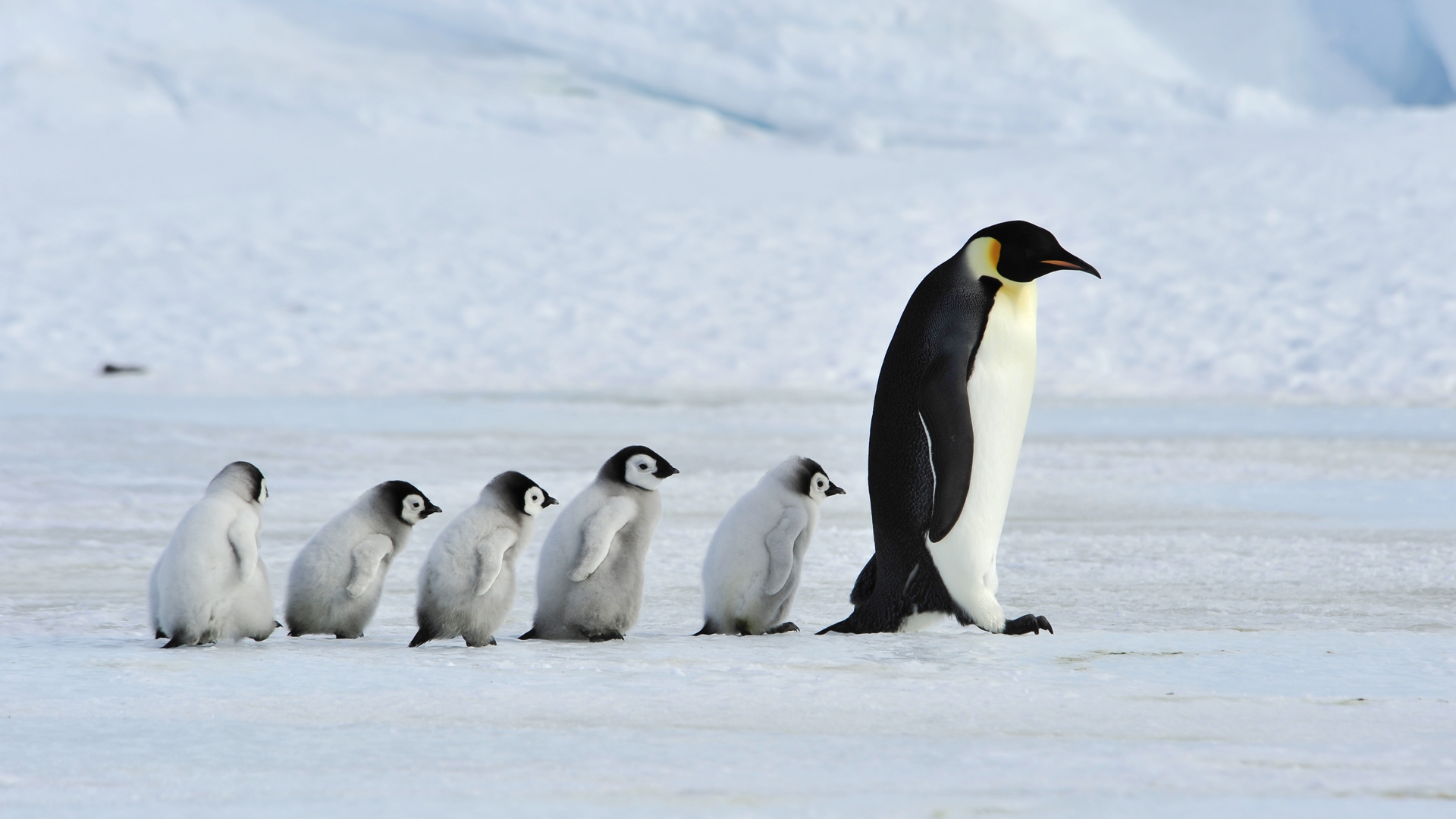 氣候危機令海冰融化南極皇帝企鵝「冇掟企」或成易危物種- Greenpeace 綠色和平| 香港