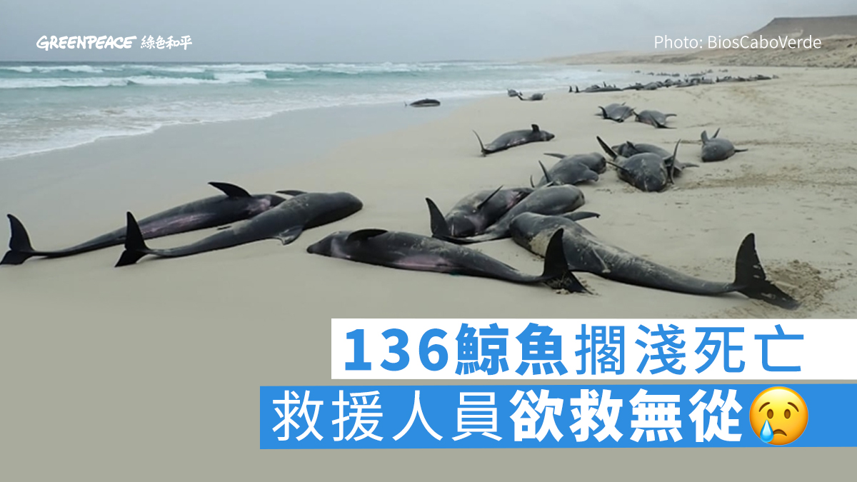 200鯨魚擱淺西非沙灘集體死亡救援人員欲救無從- Greenpeace 綠色和平| 香港