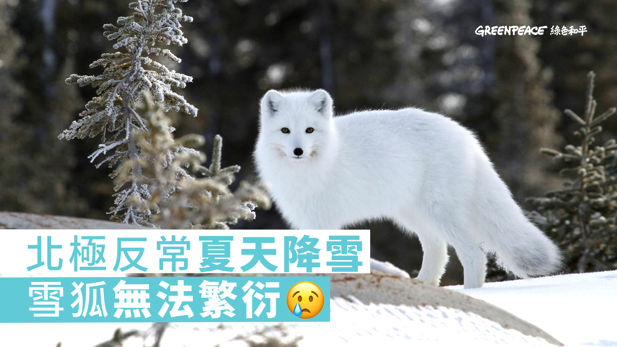 北極反常極端降雪或令雪狐bb絕跡 Greenpeace 綠色和平 香港 北極反常極端降雪或令雪狐bb絕跡 Greenpeace 綠色和平 香港