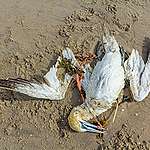海洋有救？漂浮「吸膠機」首次成功清理海洋塑膠垃圾