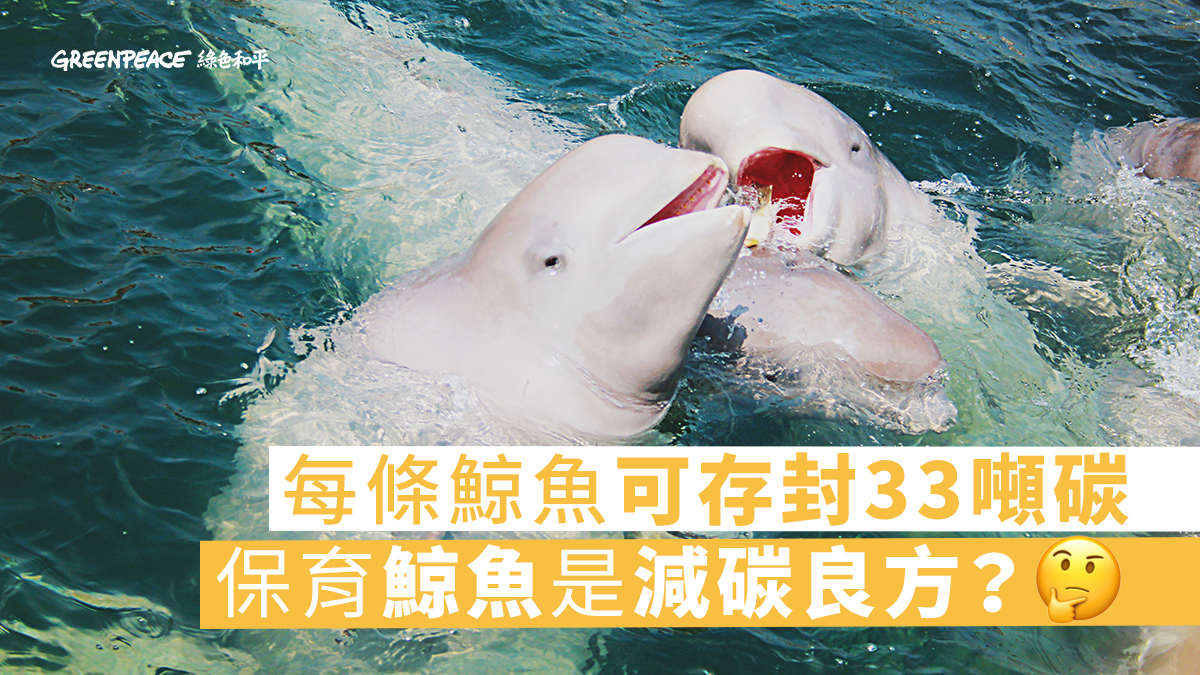 鯨落—鯨魚留給世界最後的溫柔⋯ - Greenpeace 綠色和平| 香港