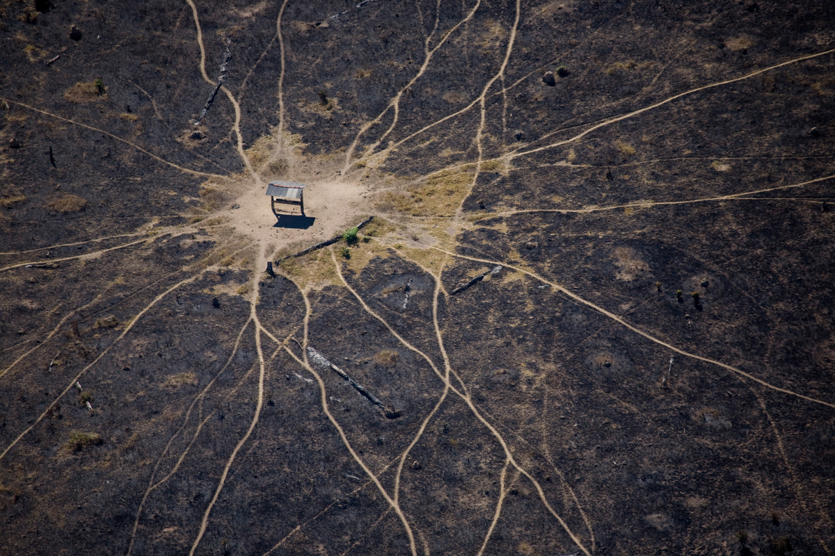 Cattle Paths in the Amazon. © Greenpeace / Daniel Beltrá