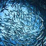 災難前奏？ 海水升溫 海洋氧氣水平下跌2% 