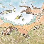 【山竹效應之 4 】溪魚