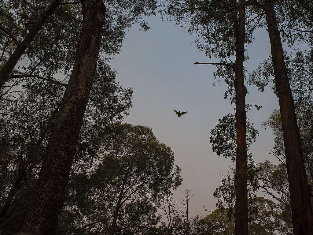維多利亞州的天空持續被煙霧籠罩,無阻鳳頭鸚鵡展翅高飛。© Alana Holmberg / Greenpeace