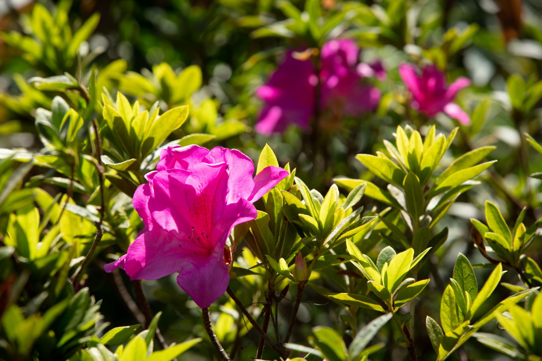 杜鵑1月已經開花，維園。© Tse Pak Chai/Greenpeace