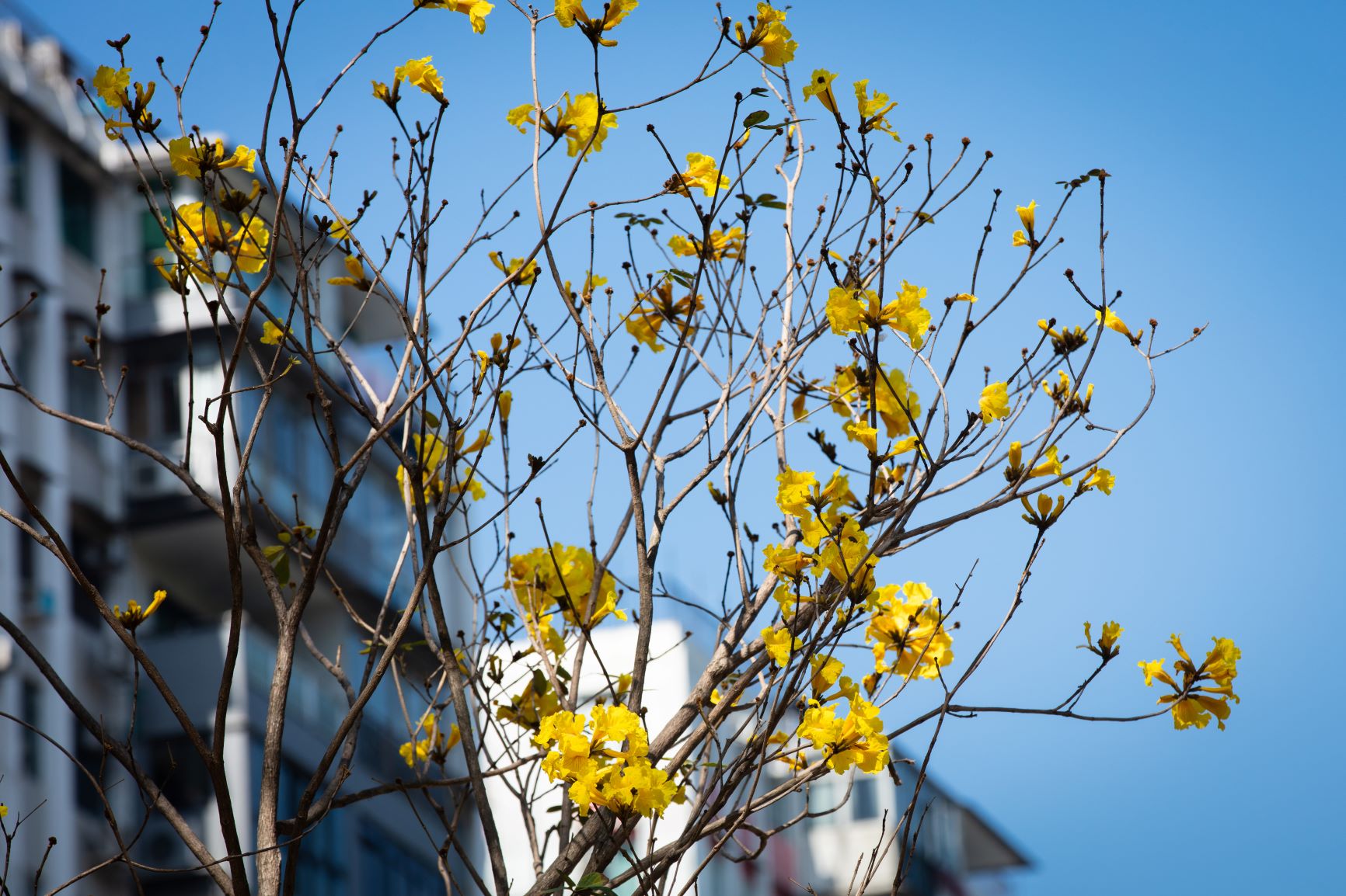 黃花風鈴木，維園。© Tse Pak Chai/Greenpeace