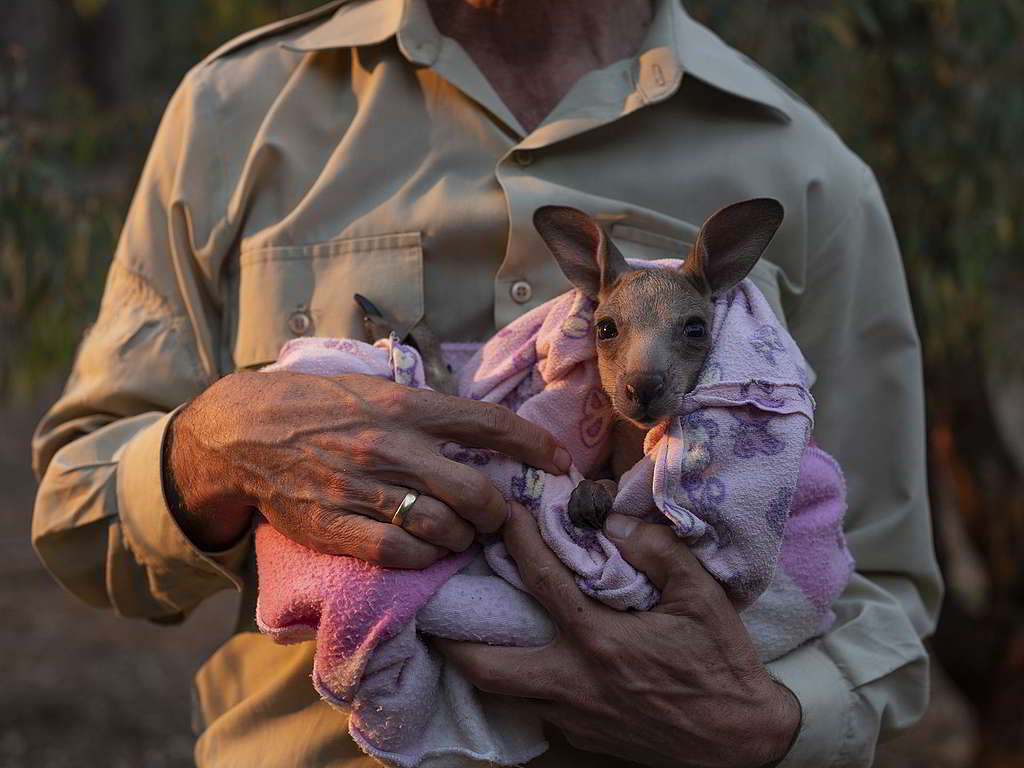 Kangaloola野生動物庇護所成員Chris Lehmann懷裡的小袋鼠名叫Smokey，是今次澳洲山火的倖存者之一。 © Alana Holmberg / Greenpeace