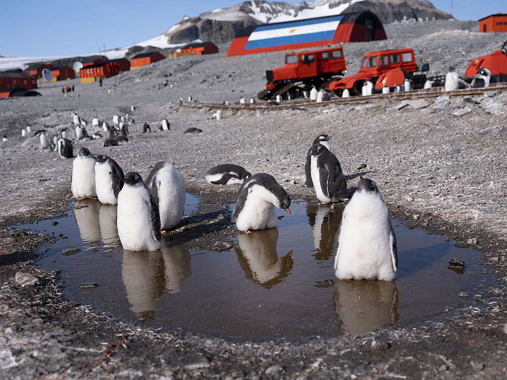 巴布亞企鵝身後的紅色營地，就是錄得18.3°C破紀錄高溫的希望基地。 © Abbie Trayler-Smith / Greenpeace