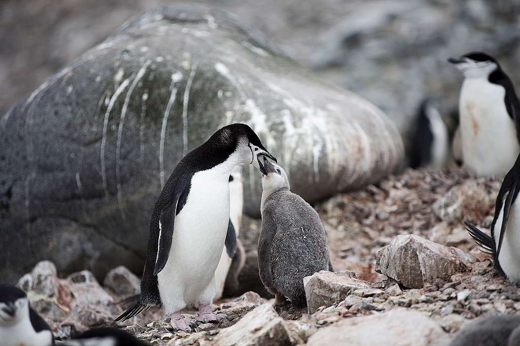 認住臉頰上仿似頭盔縛帶般的條紋，你也是南極企鵝專家！ © Abbie Trayler-Smith / Greenpeace