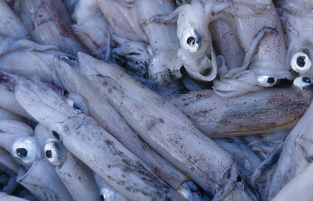 「魷魚」最結實的堡壘，原來在逐點崩潰逐點粉碎…… © Greenpeace / Yvan Cohen