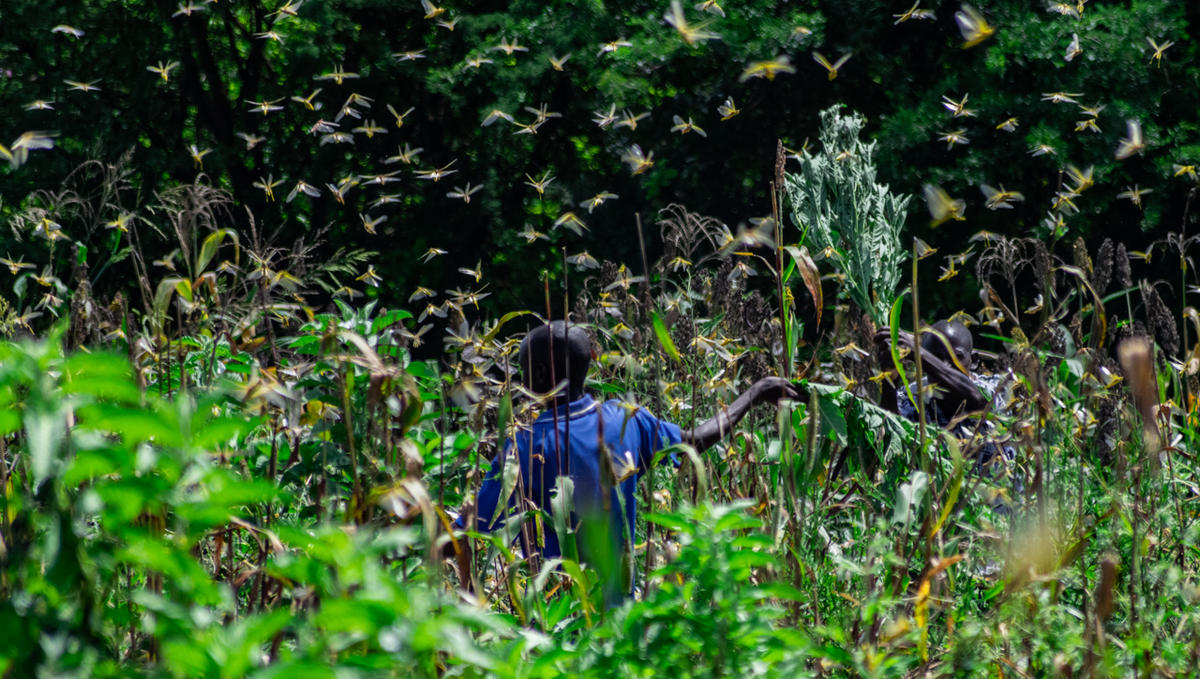 肯雅基圖伊郡Mwingi城鎮的民眾，面對蝗害，顯得無力。沙漠蝗蟲造成嚴重糧食損失，可見氣候變化對人類的影響涉及各層面，全球需要盡快實施減緩氣候變遷的政策與法規。© Paul Basweti/Greenpeace