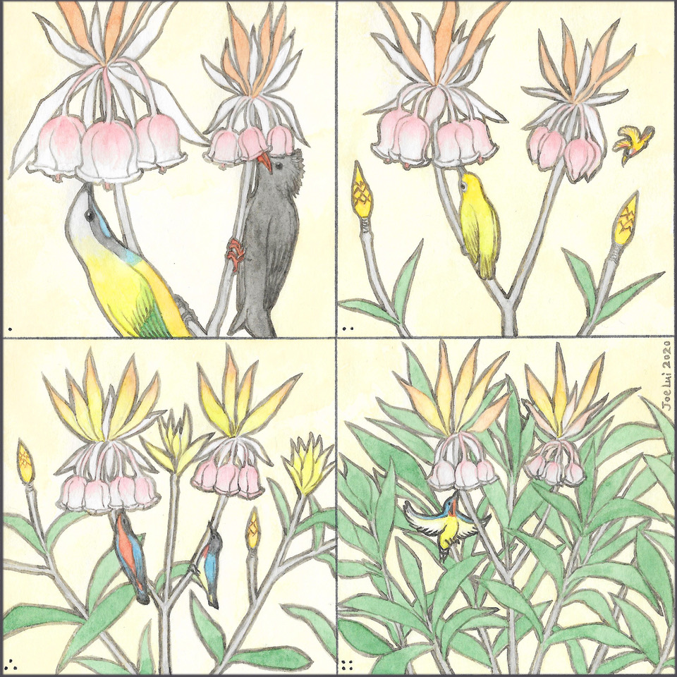 採蜜的鳥x吊鐘花©呂朗婷