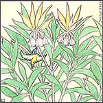 採蜜的鳥x吊鐘花©呂朗婷