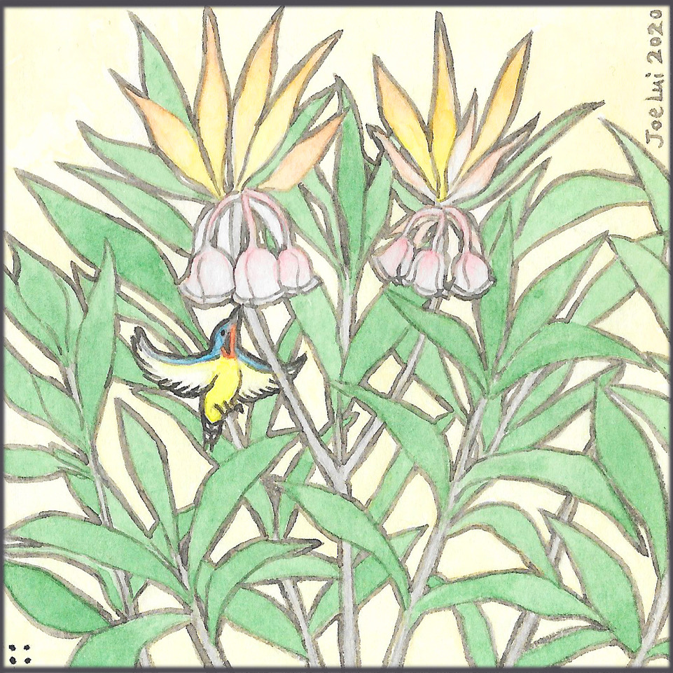 採蜜的鳥x吊鐘花©呂朗婷