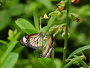 香港的虎斑蝶與美洲的帝王斑蝶相似。© helen yip / Greenpeace