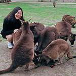 居澳港人實證：澳洲山火的動物悲歌與人性光輝