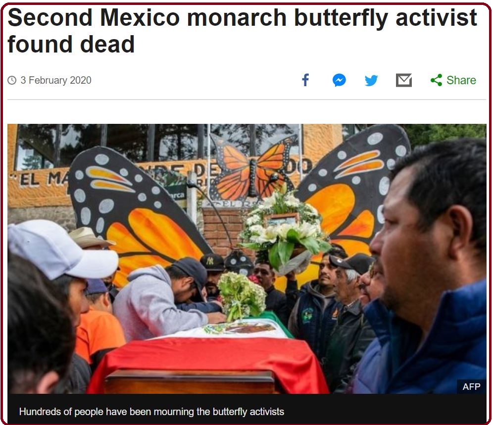 BBC 新聞截圖:第二位帝王斑蝶前綫守護者發現身亡(圖出自AFP)