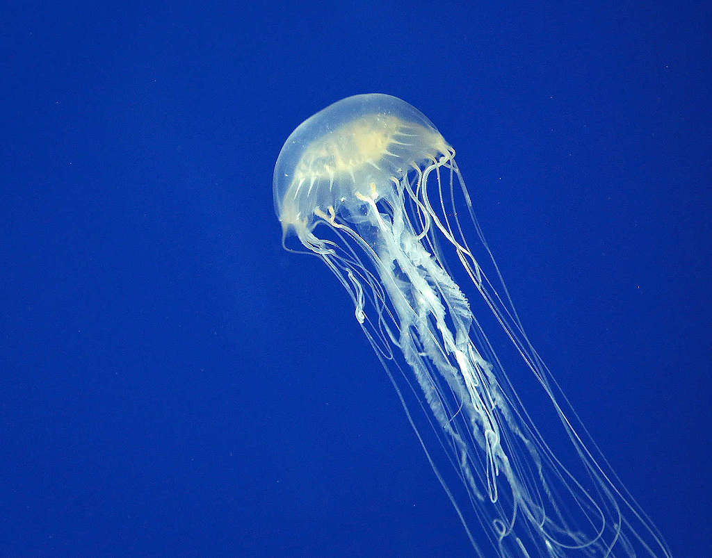 在海中遇到箱型水母？三十六計走為上着。 © Malgorzata Litkowska / Shutterstock.com