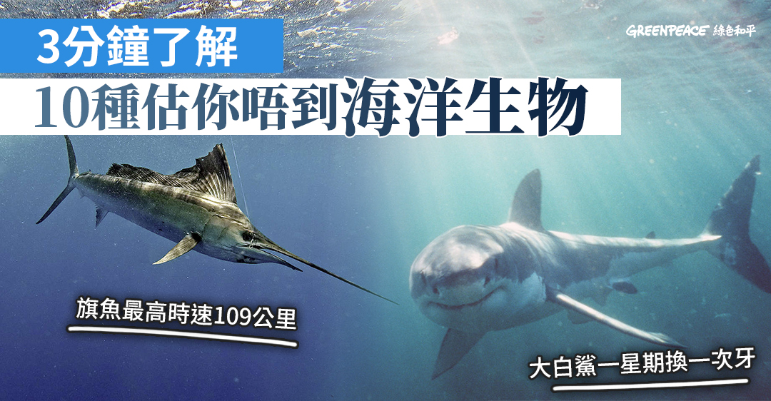 魚樂無窮 10種海洋生物美麗之最 Greenpeace 綠色和平 香港 魚樂無窮 10種海洋生物美麗之最 Greenpeace 綠色和平 香港