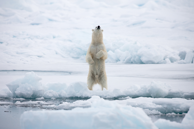 北極海一隻北極熊。© Alex Yallop/Greenpeace